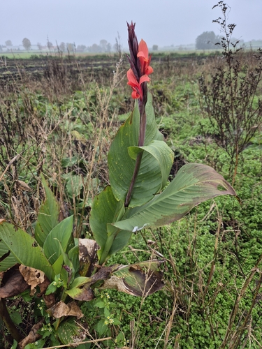 Canna discolor