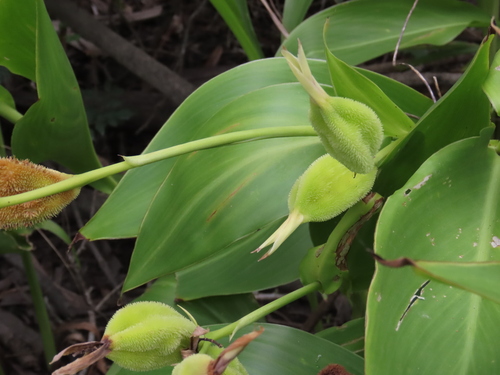 Canna flaccida