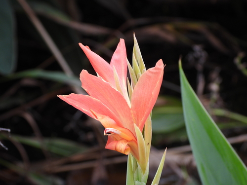 Canna glauca