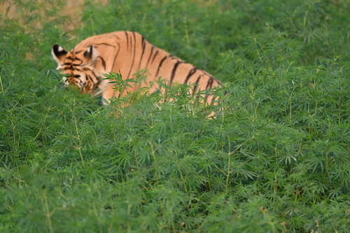 Cannabis sativa