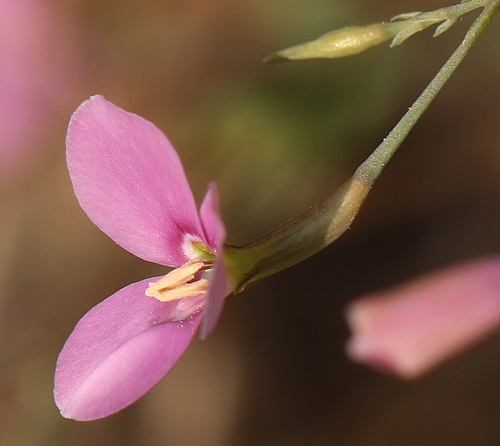 Canscora diffusa