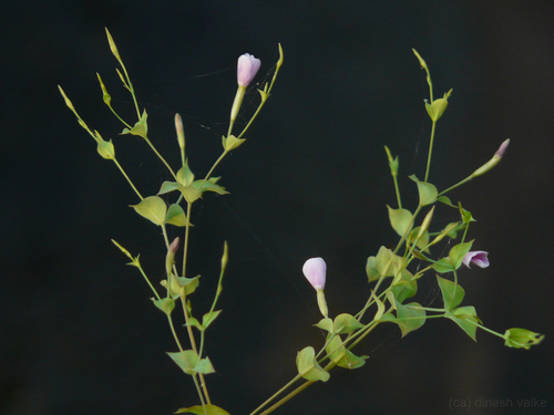 Canscora diffusa