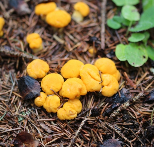 Cantharellus cibarius