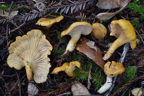 Cantharellus formosus