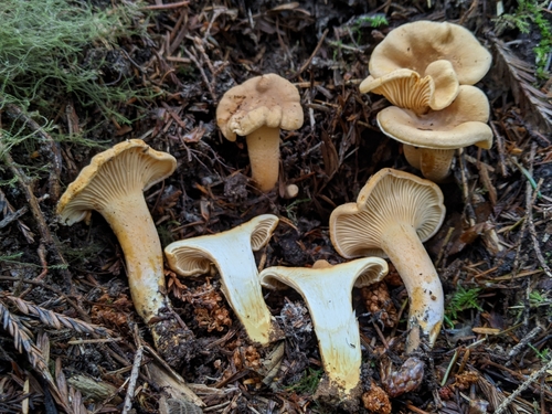 Cantharellus formosus