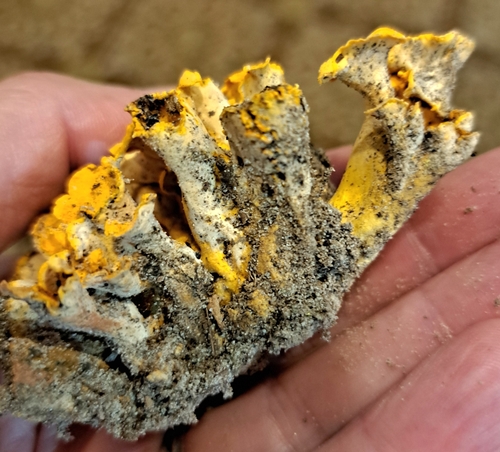 Cantharellus odoratus