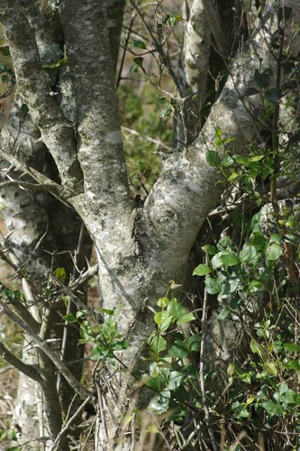 Canthium inerme