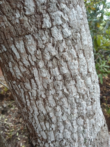 Canthium inerme