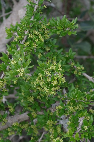 Canthium spinosum