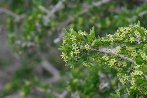 Canthium spinosum
