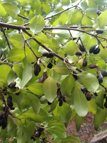 Canthium ventosum