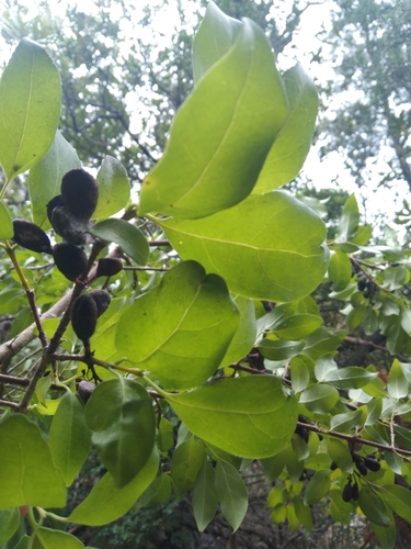 Canthium ventosum