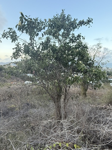Capparis canescens