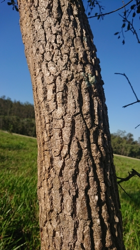 Capparis canescens