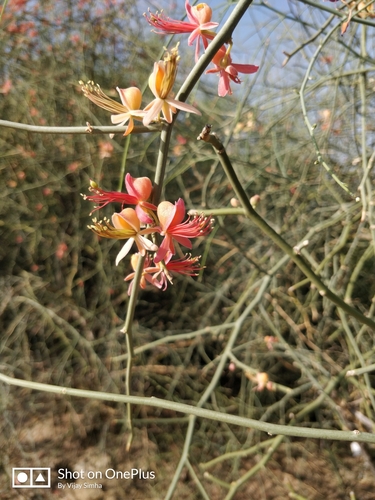 Capparis decidua