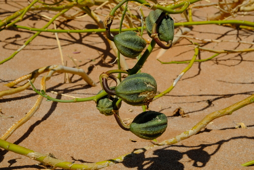 Capparis hereroensis