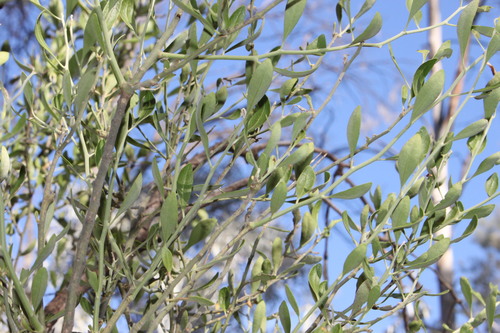 Capparis loranthifolia