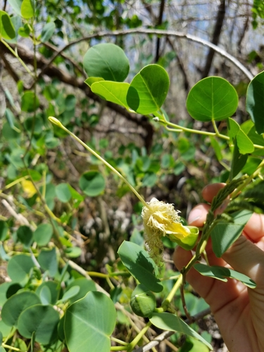 Capparis mariana
