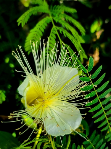 Capparis mariana