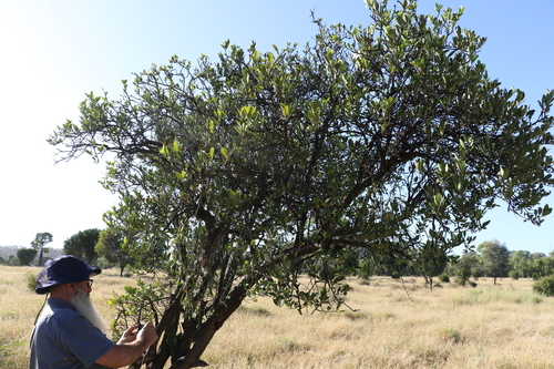 Capparis mitchellii