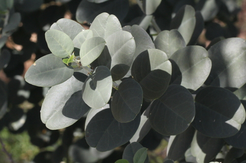 Capparis nummularia
