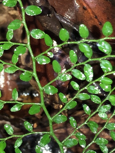 Capparis sarmentosa