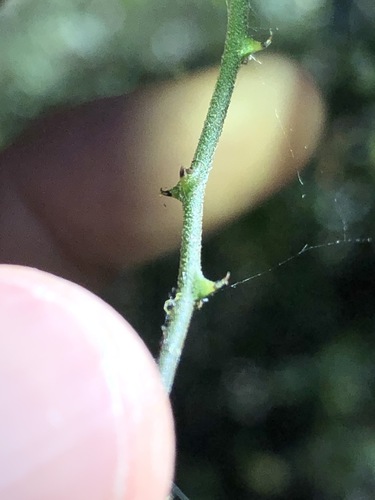 Capparis sarmentosa