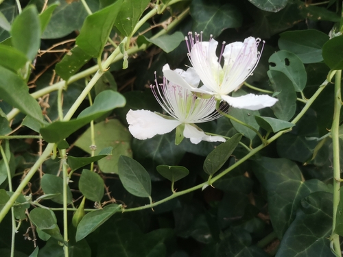 Capparis sicula