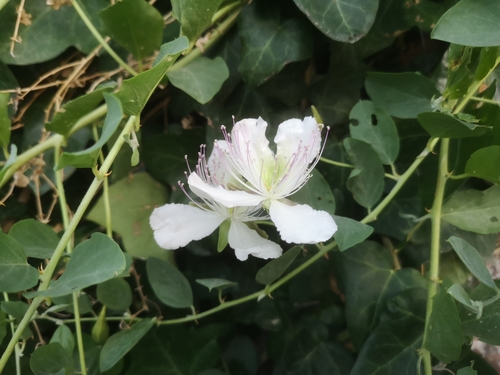 Capparis sicula