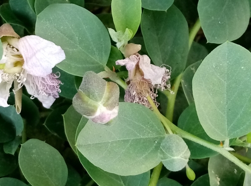 Capparis sicula subsp. herbacea