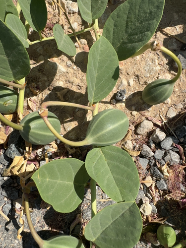 Capparis spinosa