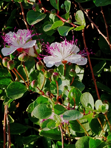 Capparis spinosa