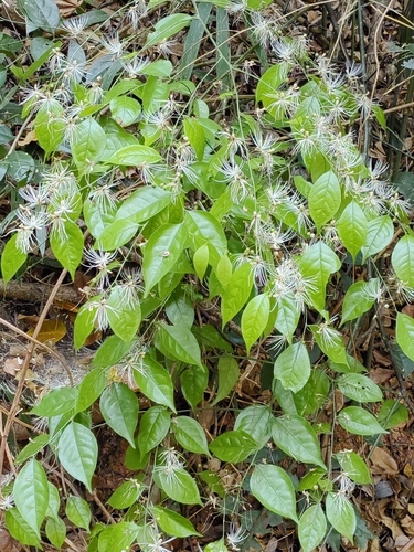 Capparis tenera