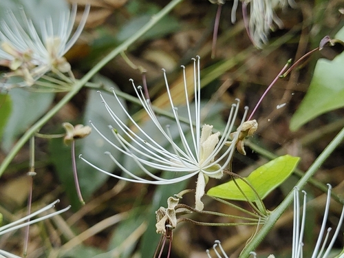 Capparis tenera