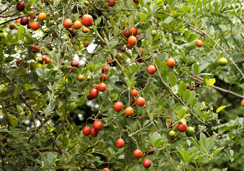 Capparis tomentosa