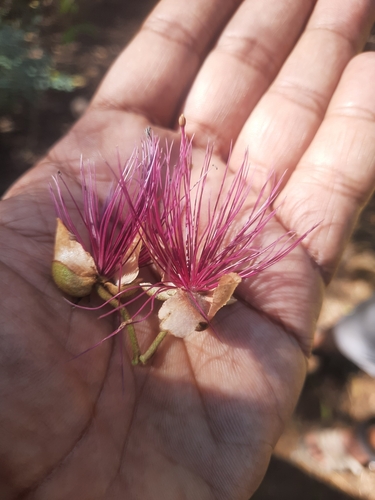 Capparis zeylanica
