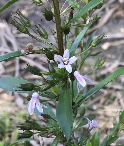 Capraria biflora