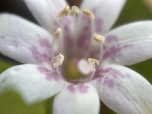 Capraria biflora