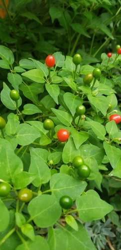 Capsicum annuum