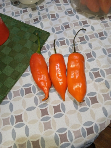 Capsicum baccatum