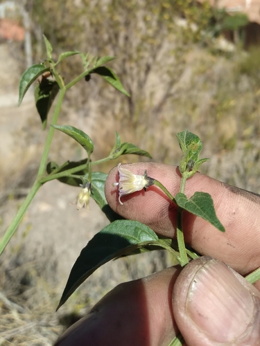 Capsicum cardenasii