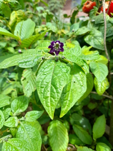 Capsicum pubescens