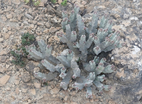 Caralluma flava