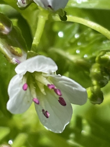 Cardamine amara
