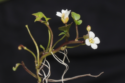 Cardamine bonariensis