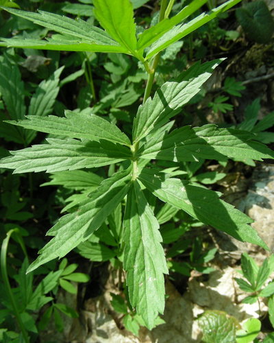 Cardamine bulbifera
