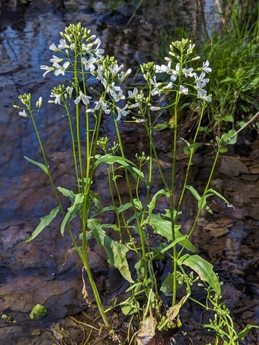 Cardamine bulbosa