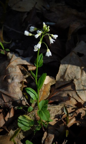 Cardamine bulbosa