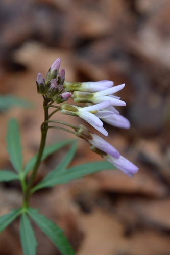 Cardamine concatenata