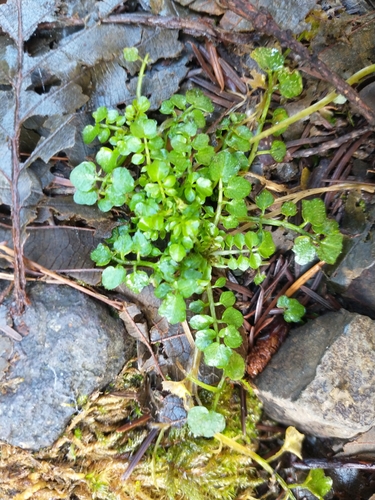 Cardamine flexuosa